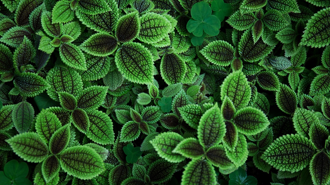 Discover the Frizzle Sizzle Plant: A Unique Addition to Your Garden